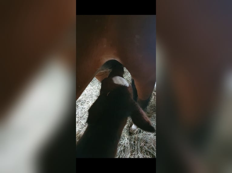 Oldenburger Springpferd Stute 3 Jahre 162 cm Brauner in Langwedel