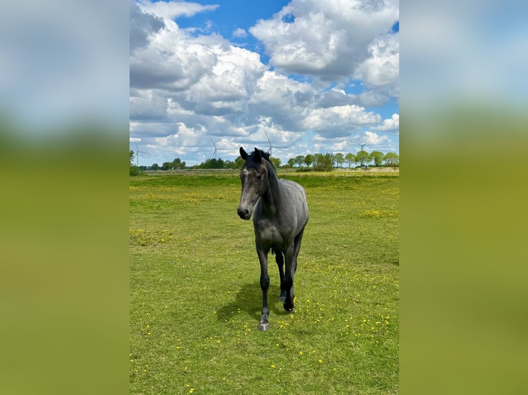Oldenburger Springpferd Stute 3 Jahre 164 cm Schimmel in Mildstedt