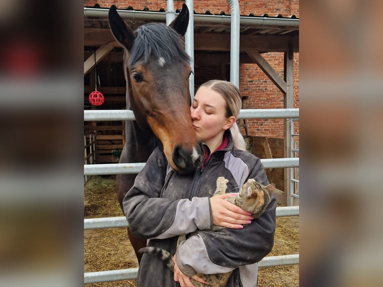 Oldenburger Springpferd Stute 3 Jahre 165 cm Brauner in Borgentreich