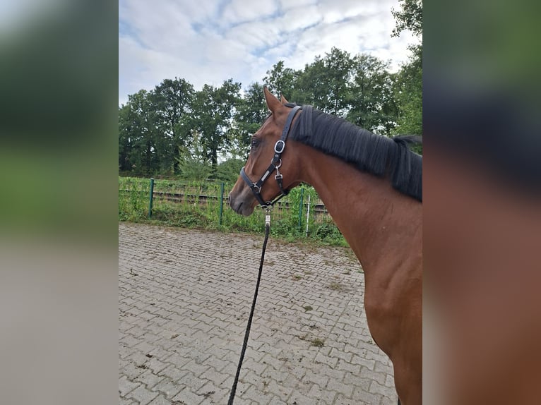 Oldenburger Springpferd Stute 3 Jahre 165 cm Brauner in Nordhorn