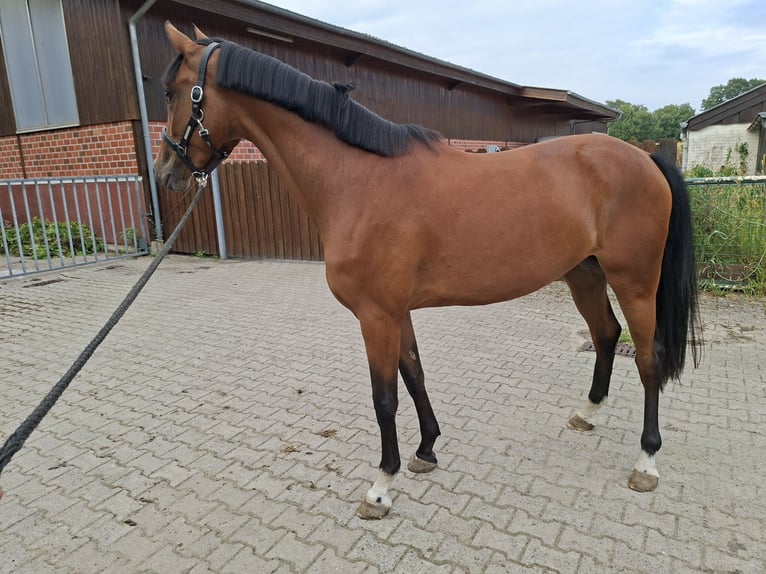 Oldenburger Springpferd Stute 3 Jahre 165 cm Brauner in Nordhorn