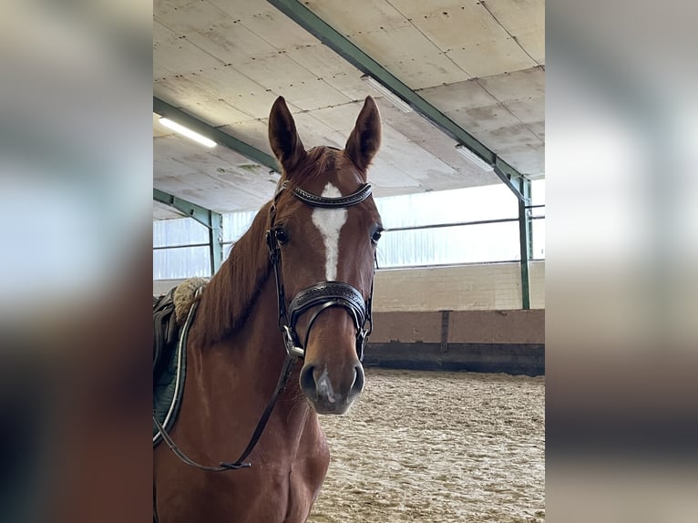 Oldenburger Springpferd Stute 3 Jahre 165 cm Fuchs in Versmold