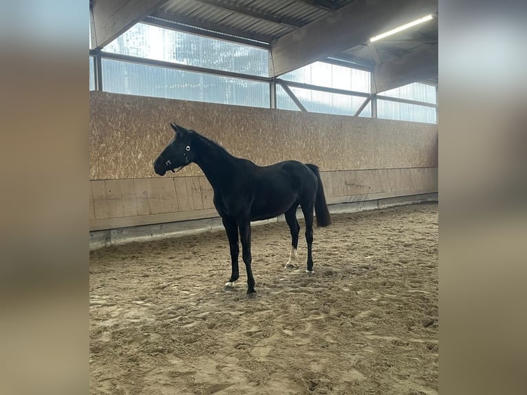 Oldenburger Springpferd Stute 3 Jahre 165 cm Rappe in Freudenberg
