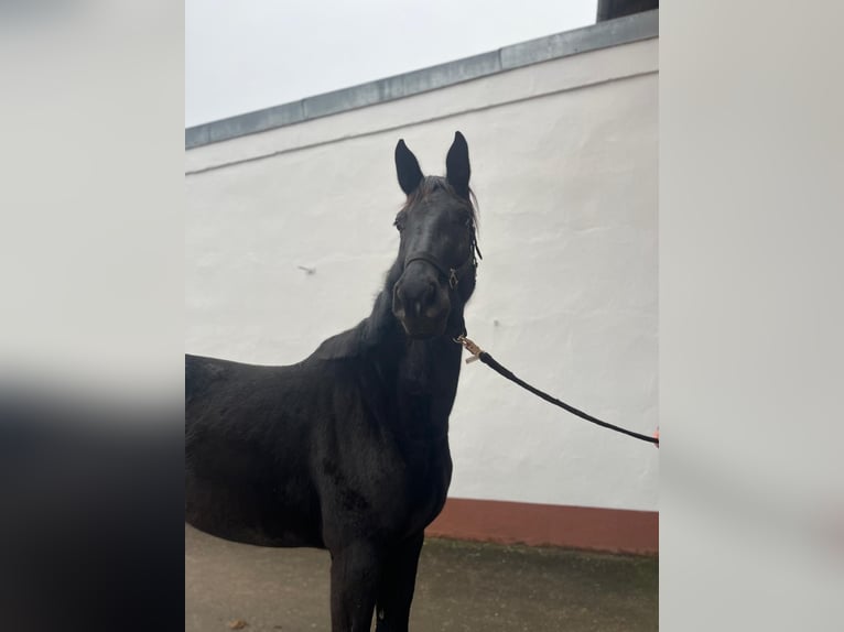 Oldenburger Springpferd Stute 3 Jahre 165 cm Rappe in Freudenberg