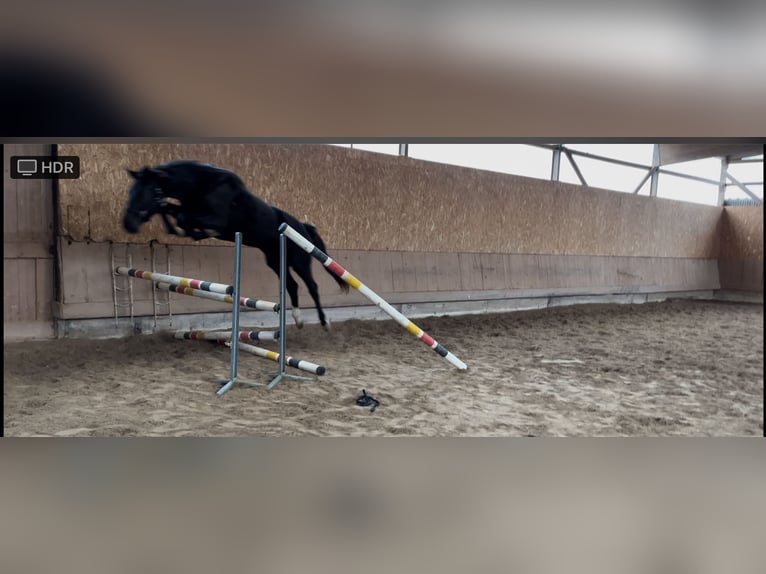 Oldenburger Springpferd Stute 3 Jahre 165 cm Rappe in Freudenberg
