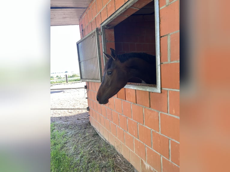 Oldenburger Springpferd Stute 3 Jahre 166 cm Brauner in Brechen