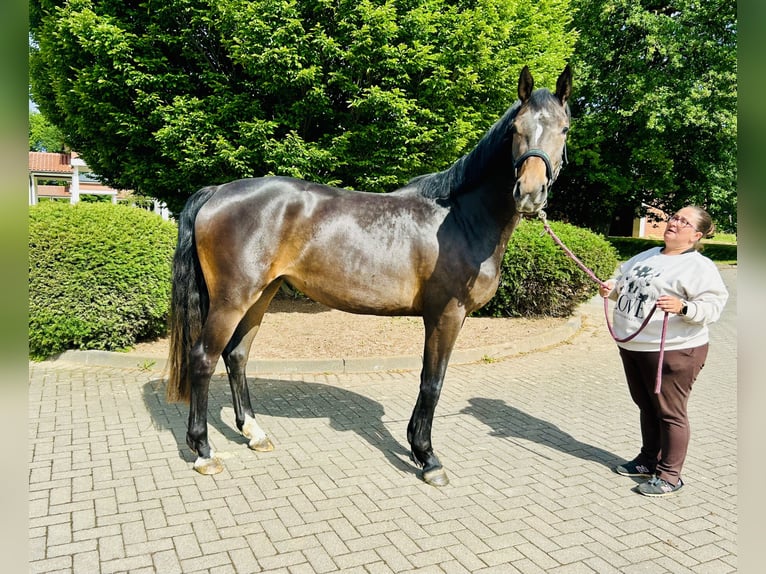 Oldenburger Springpferd Stute 3 Jahre 166 cm Brauner in Z&#xFC;lpich