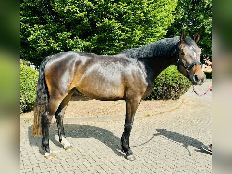 Oldenburger Springpferd Stute 3 Jahre 166 cm Brauner in Z&#xFC;lpich