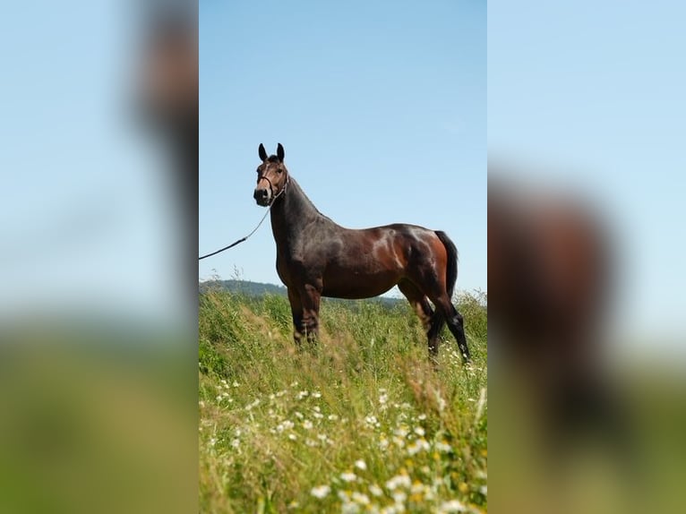 Oldenburger Springpferd Stute 3 Jahre 167 cm Brauner in Frankenberg (Eder)