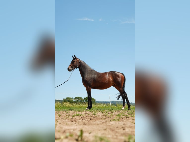 Oldenburger Springpferd Stute 3 Jahre 167 cm Brauner in Frankenberg (Eder)