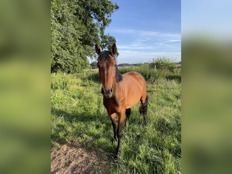 Oldenburger Springpferd Stute 3 Jahre 167 cm Brauner in Ankum