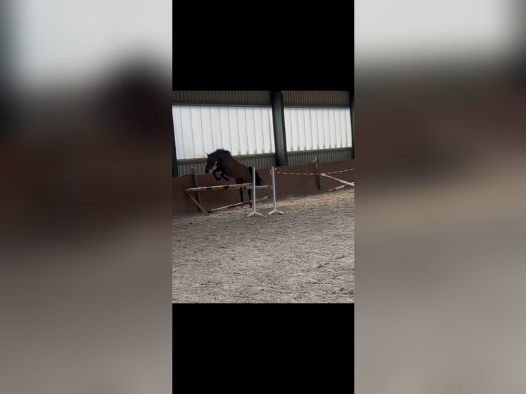 Oldenburger Springpferd Stute 3 Jahre 167 cm Brauner in Ankum