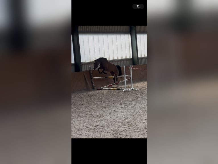 Oldenburger Springpferd Stute 3 Jahre 167 cm Brauner in Ankum