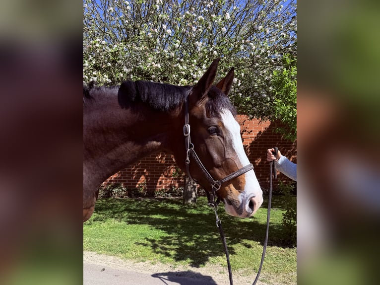 Oldenburger Springpferd Stute 3 Jahre 167 cm Brauner in Lohne
