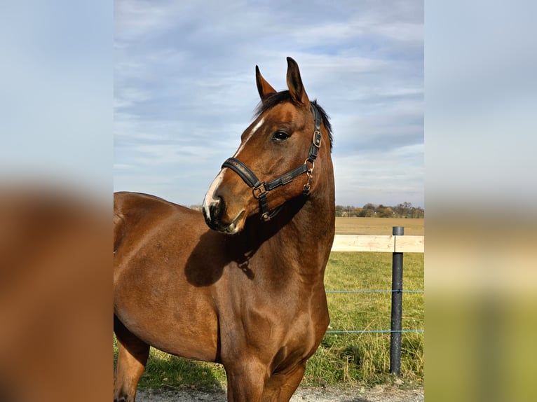 Oldenburger Springpferd Stute 3 Jahre 167 cm Brauner in Mannersdorf an der Rabnitz