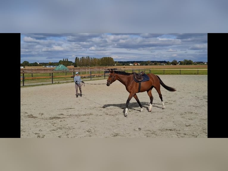Oldenburger Springpferd Stute 3 Jahre 167 cm Brauner in Mannersdorf an der Rabnitz
