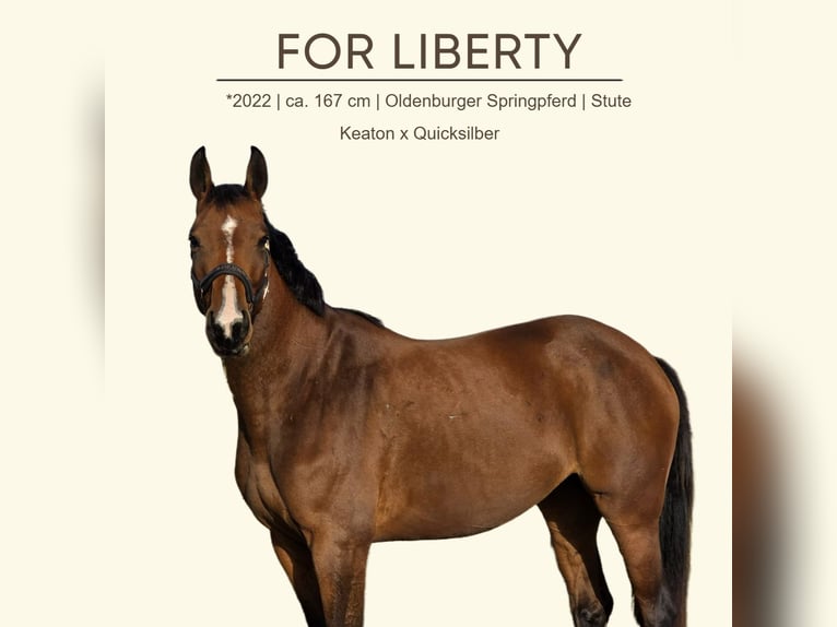 Oldenburger Springpferd Stute 3 Jahre 167 cm Brauner in Mannersdorf an der Rabnitz