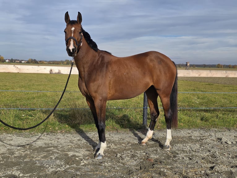 Oldenburger Springpferd Stute 3 Jahre 167 cm Brauner in Mannersdorf an der Rabnitz