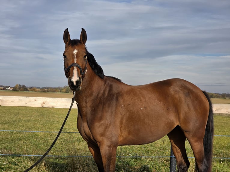 Oldenburger Springpferd Stute 3 Jahre 167 cm Brauner in Mannersdorf an der Rabnitz