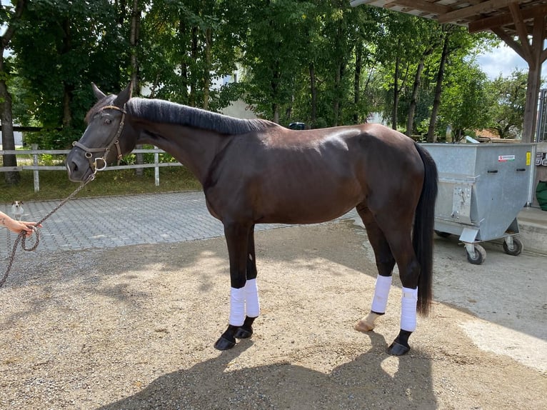 Oldenburger Springpferd Stute 3 Jahre 168 cm Rappe in Königsmoos