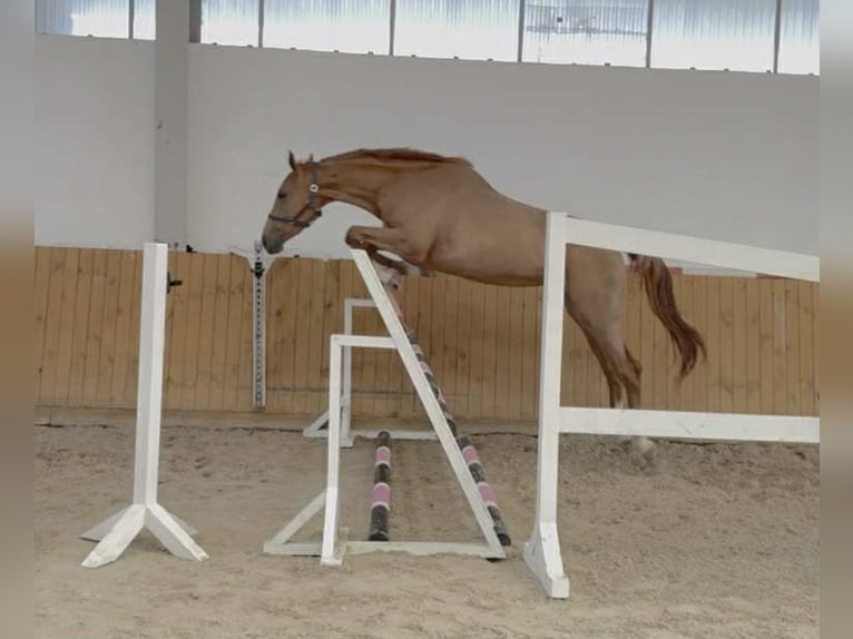 Oldenburger Springpferd Stute 3 Jahre 169 cm Fuchs in G&#x141;UBCZYN - ROGOWNICA