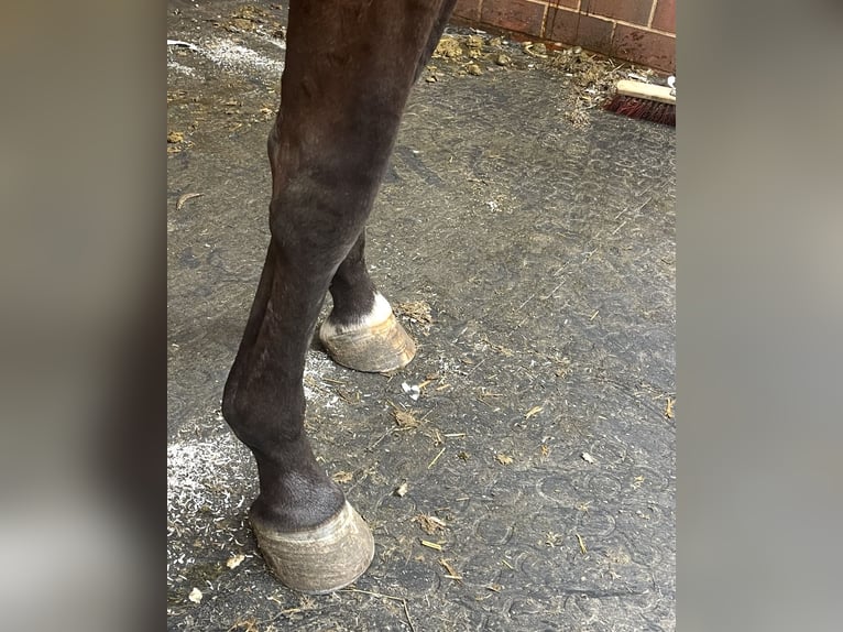 Oldenburger Springpferd Stute 3 Jahre 170 cm Brauner in Berne