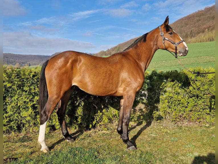 Oldenburger Springpferd Stute 3 Jahre 170 cm Brauner in Schimberg