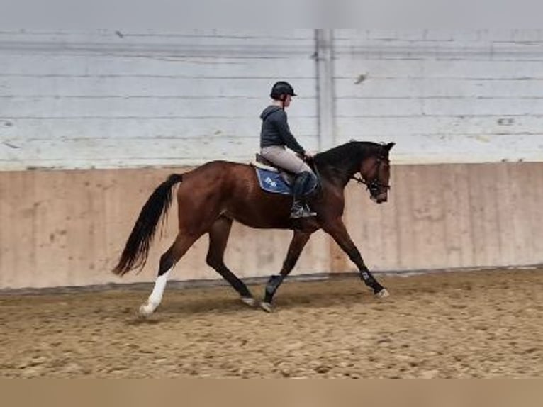 Oldenburger Springpferd Stute 3 Jahre 170 cm Brauner in Schimberg
