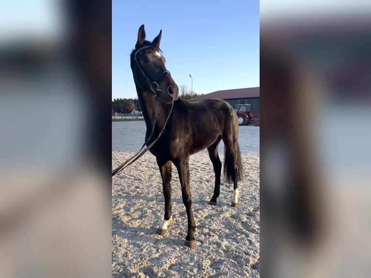 Oldenburger Springpferd Stute 3 Jahre 170 cm Dunkelbrauner in Ostrów Wielkopolski