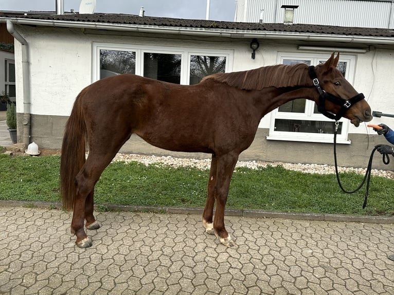 Oldenburger Springpferd Stute 3 Jahre 170 cm Dunkelfuchs in Bad Kreuznach