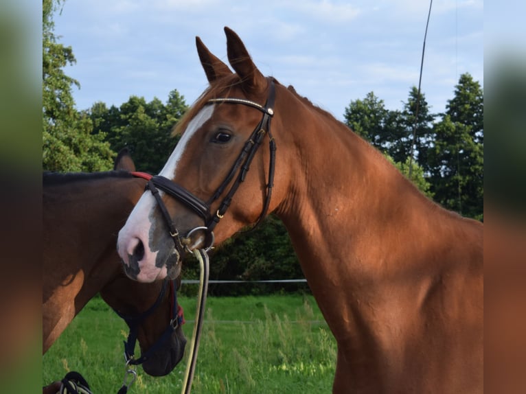Oldenburger Springpferd Stute 3 Jahre 170 cm Fuchs in Wittstock/Dosse Oldenburger Springpferd Stute 3 Jahre 170 cm Fuchs in Wittstock/Dosse