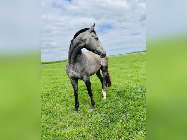 Oldenburger Springpferd Stute 3 Jahre 170 cm Schimmel in Z&#xFC;lpich