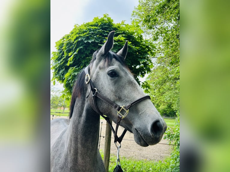 Oldenburger Springpferd Stute 3 Jahre 170 cm Schimmel in Z&#xFC;lpich