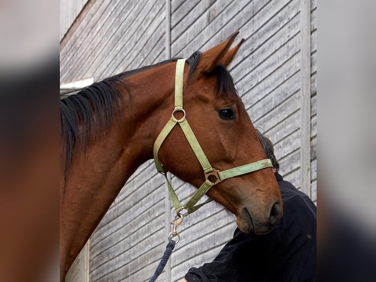 Oldenburger Springpferd Stute 3 Jahre 172 cm Brauner in Dietfurt an der Altmühl