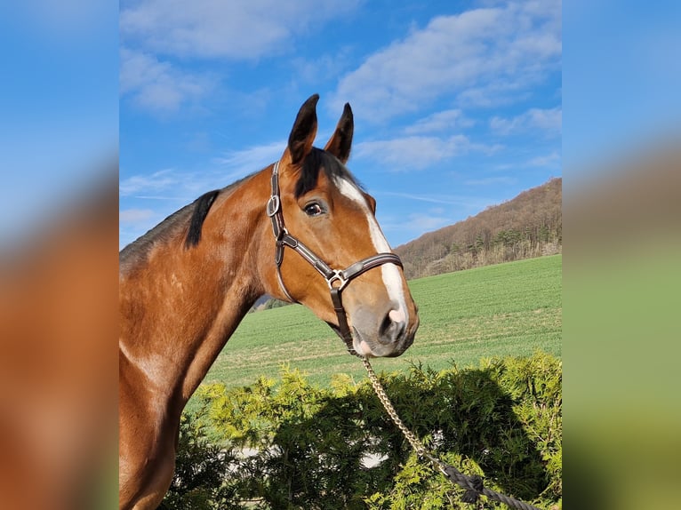Oldenburger Springpferd Stute 3 Jahre 172 cm Brauner in Reinholterode