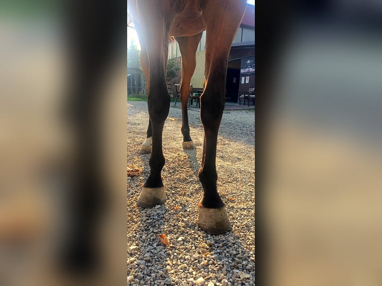 Oldenburger Springpferd Stute 3 Jahre Brauner in GROTE-BROGEL