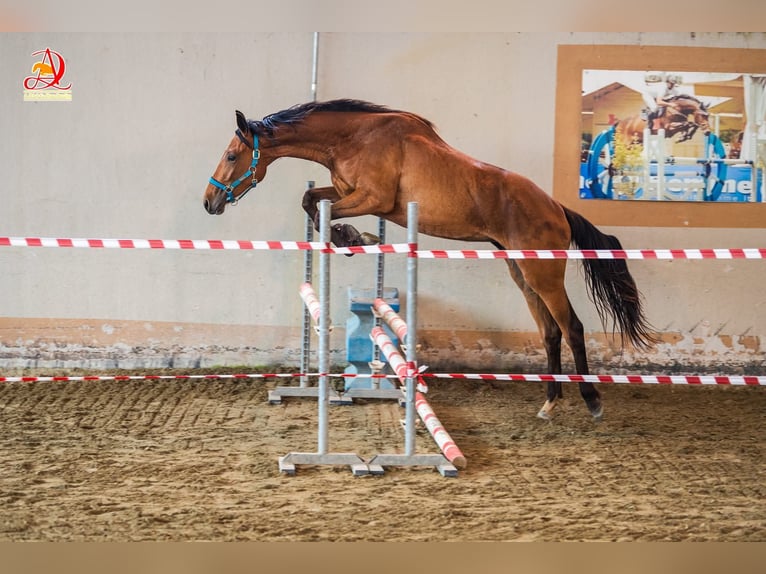 Oldenburger Springpferd Stute 3 Jahre Brauner in GROTE-BROGEL