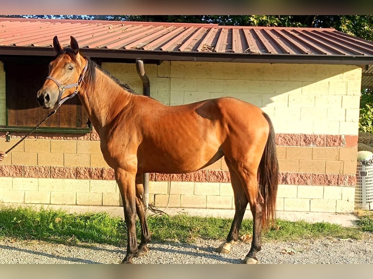 Oldenburger Springpferd Stute 3 Jahre Brauner in GROTE-BROGEL