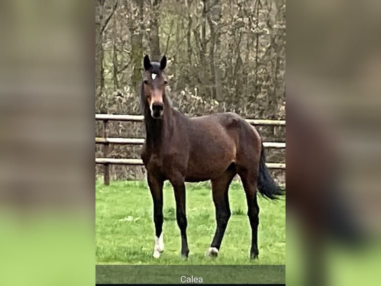Oldenburger Springpferd Stute 3 Jahre Brauner in Weilrod Oldenburger Springpferd Stute 3 Jahre Brauner in Weilrod