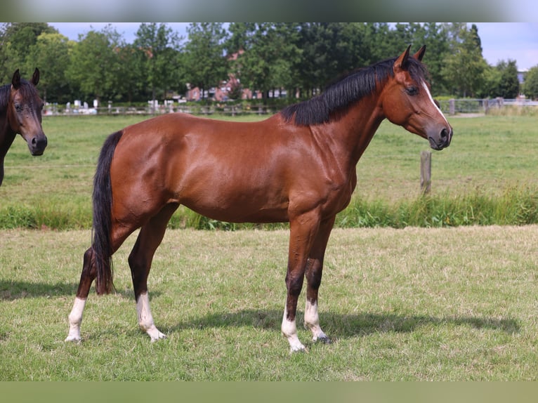 Oldenburger Springpferd Stute 3 Jahre Brauner in Lemwerder
