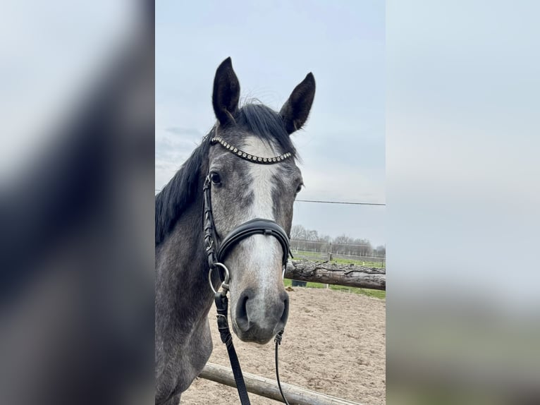 Oldenburger Springpferd Stute 3 Jahre Schimmel in Lübeck