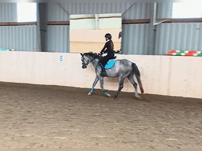 Oldenburger Springpferd Stute 4 Jahre 148 cm Schimmel in Lohbarbek