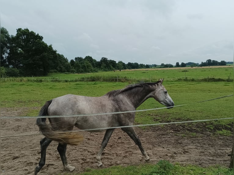 Oldenburger Springpferd Stute 4 Jahre 148 cm Schimmel in Lohbarbek