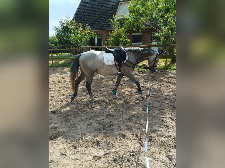 Oldenburger Springpferd Stute 4 Jahre 148 cm Schimmel in Lohbarbek