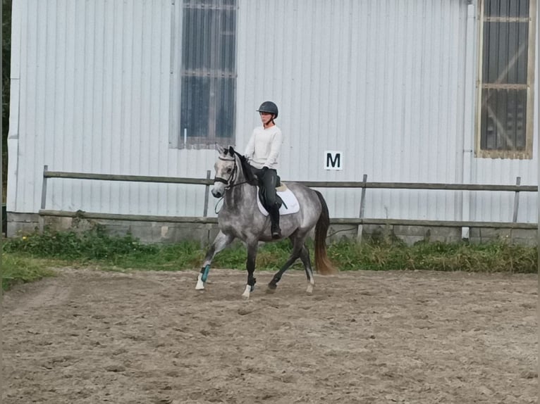 Oldenburger Springpferd Stute 4 Jahre 150 cm Schimmel in Lohbarbek