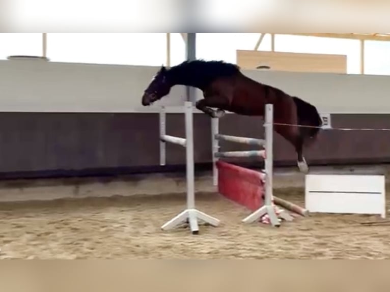 Oldenburger Springpferd Stute 4 Jahre 158 cm Brauner in Neudrossenfeld