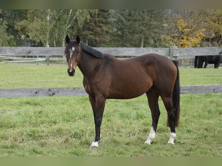 Oldenburger Springpferd Stute 4 Jahre 158 cm Brauner in Neudrossenfeld