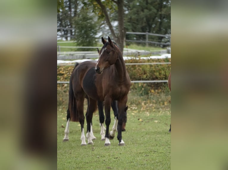 Oldenburger Springpferd Stute 4 Jahre 158 cm Brauner in Neudrossenfeld