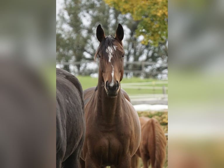 Oldenburger Springpferd Stute 4 Jahre 158 cm Brauner in Neudrossenfeld
