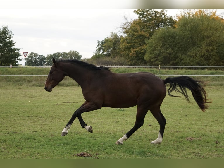 Oldenburger Springpferd Stute 4 Jahre 158 cm Brauner in Neudrossenfeld